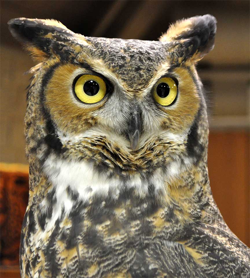 Great Horned Owl Image